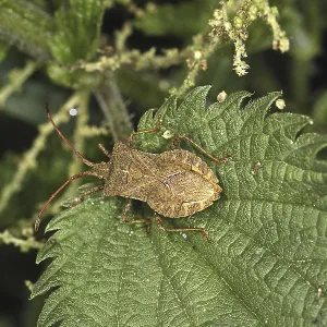 Coreus marginatus Print - Fringe Bug Coreus marginatus Print - Fringe Bug