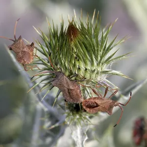 Coreus marginatus Print - Leather Bug Coreus marginatus Print - Leather Bug