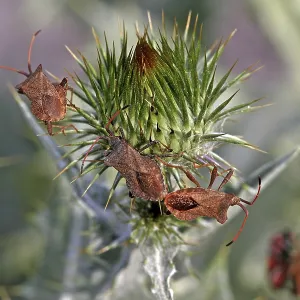 Coreus marginatus Print - Leather Bug Coreus marginatus Print - Leather Bug