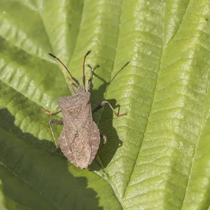 Coreus marginatus Print - Brown Squash Bug Coreus marginatus Print - Brown Squash Bug