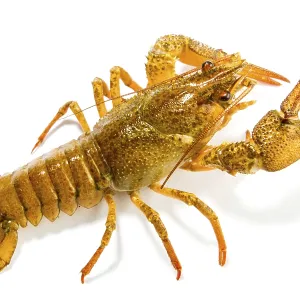 Crayfish Print on White Background Crayfish Print on White Background