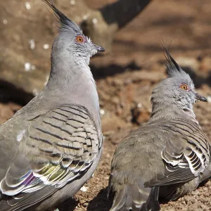 Crested Pigeon Print