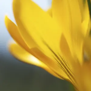 Crocus flavus Print - Yellow Crocus Flower Crocus flavus Print - Yellow Crocus Flower