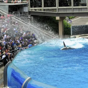 Crowd watches orca in action, Shamu Stadium Print Crowd watches orca in action, Shamu Stadium Print