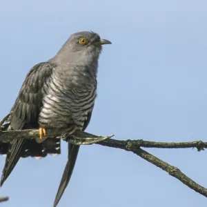 Cuckoo Print, Cuculus canorus Bird Image Cuckoo Print, Cuculus canorus Bird Image