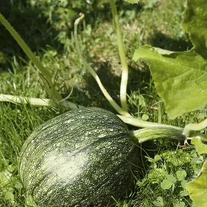 Cucurbita (Cucurbita) Cucurbita (Cucurbita)