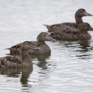 Female Cuddy's Duck Print, Varanger, Norway Female Cuddy's Duck Print, Varanger, Norway