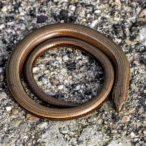Western Slow Worm Print - A Curvy Snake on Stony Surface Western Slow Worm Print - A Curvy Snake on Stony Surface