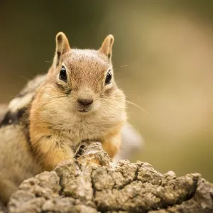 Cute Chipmunk Print - Quizzical Expression Cute Chipmunk Print - Quizzical Expression