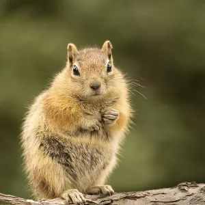 Cute Chipmunk Print - Quizzical Expression Cute Chipmunk Print - Quizzical Expression