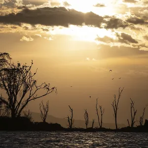 Dead Trees in Lake Naivasha, Kenya Print Dead Trees in Lake Naivasha, Kenya Print