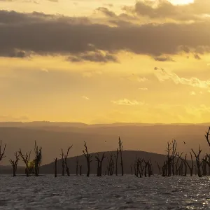 Dead Trees in Lake Naivasha, Kenya Print Dead Trees in Lake Naivasha, Kenya Print