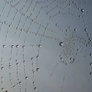 Dew Drops in Spider's Web Print Dew Drops in Spider's Web Print
