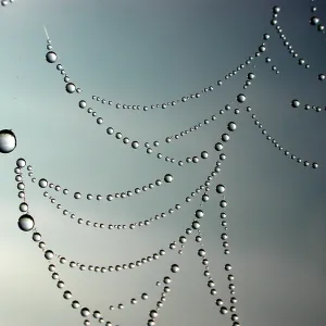 Dew Drops in Spider's Web Print Dew Drops in Spider's Web Print