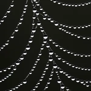 Dewdrops on a Spider's Web Print, Hesse, Germany Dewdrops on a Spider's Web Print, Hesse, Germany