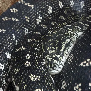 Diamant-Python