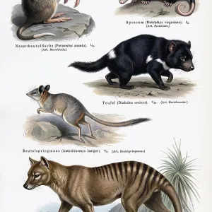 Marsupials Print - Australian Fauna Marsupials Print - Australian Fauna