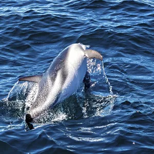 Clymene Dolphin Print: Dynamic Jump in Argentine Waters Clymene Dolphin Print: Dynamic Jump in Argentine Waters