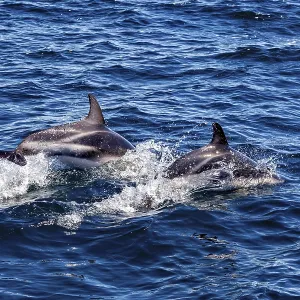 Two Dolphins Jumping in Blue Sea Print Two Dolphins Jumping in Blue Sea Print