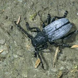 Dorcadion fuliginator Print, Variable Trestle Longhorn Beetle Dorcadion fuliginator Print, Variable Trestle Longhorn Beetle