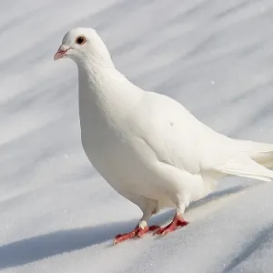 Dove in Winter Print Dove in Winter Print