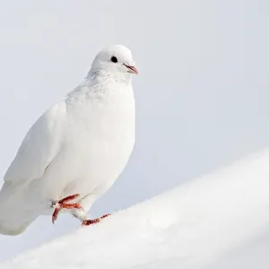Dove in Winter Print Dove in Winter Print