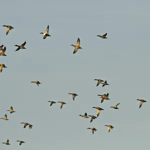 Anas Clypeata Ducks in Flight Print Anas Clypeata Ducks in Flight Print