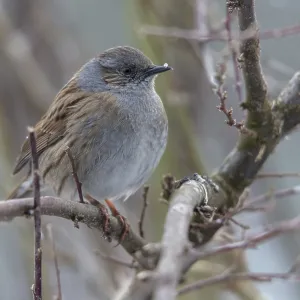Dunnock Print, Prunella modularis Songbird Dunnock Print, Prunella modularis Songbird