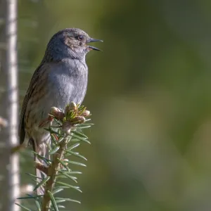 Dunnock Print, Prunella modularis Songbird Photo Dunnock Print, Prunella modularis Songbird Photo