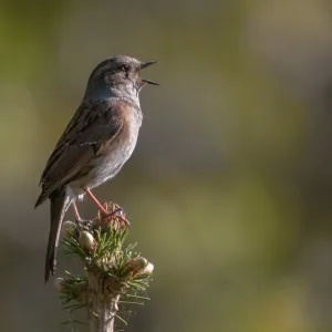 Dunnock Print - Prunella modularis Songbird Dunnock Print - Prunella modularis Songbird