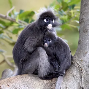 Dusky Leaf Monkeys (Trachypithecus obscurus) in einem Baum, weibliche mit Jungem Dusky Leaf Monkeys (Trachypithecus obscurus) in einem Baum, weibliche mit Jungem