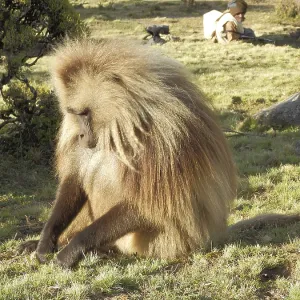Dwarf Baboon in Simien National Park Print Dwarf Baboon in Simien National Park Print