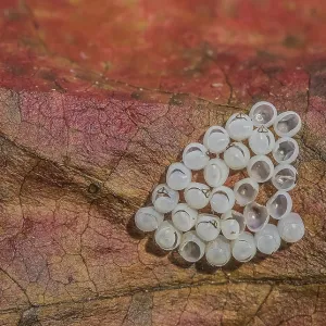 Eggs of the Marbled Tree Bug Print, Halyomorpha halys Eggs of the Marbled Tree Bug Print, Halyomorpha halys