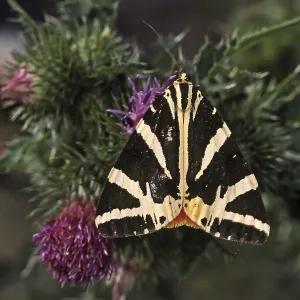 Insekten Verwandte Bilder