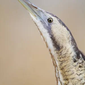 Eurasian Bittern Print, Botaurus stellaris