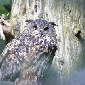 Bubo bubo Bubo bubo