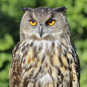 Eurasian Eagle-Owl Print, Rhineland-Palatinate, Germany Eurasian Eagle-Owl Print, Rhineland-Palatinate, Germany