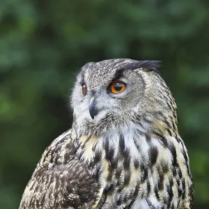 Búho real euroasiático (Bubo bubo) Búho real euroasiático (Bubo bubo)