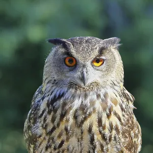 Eurasian Eagle-Owl Print, Rhineland-Palatinate, Germany Eurasian Eagle-Owl Print, Rhineland-Palatinate, Germany