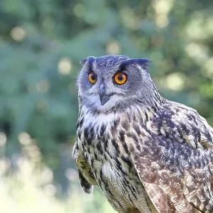 Eurasian Eagle-Owl Print, Rhineland-Palatinate, Germany Eurasian Eagle-Owl Print, Rhineland-Palatinate, Germany