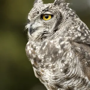 Eurasian Eagle-owl Print: Majestic Bird in Profile Eurasian Eagle-owl Print: Majestic Bird in Profile