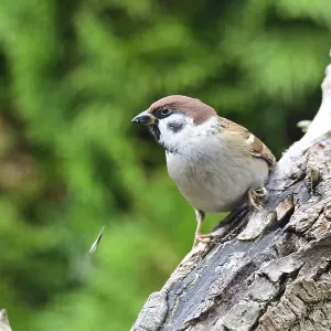 Eurasian Tree Sparrow Print - Foraging on a Branch Eurasian Tree Sparrow Print - Foraging on a Branch