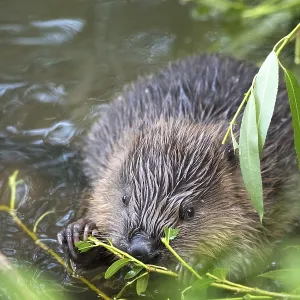 European Beaver Print: Young in Water Eating Willow European Beaver Print: Young in Water Eating Willow