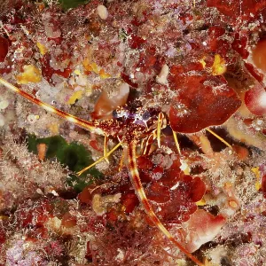 European Crayfish Print among Colourful Algae European Crayfish Print among Colourful Algae