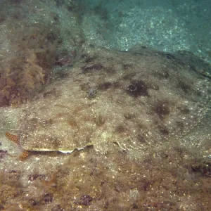 Bothus ocellatus Print, Amber Jack Dive Site, Destin Bothus ocellatus Print, Amber Jack Dive Site, Destin