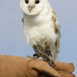Falconer with Barn Owl Print Falconer with Barn Owl Print