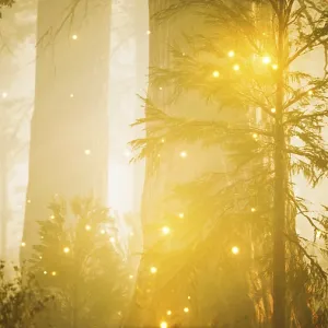 Fantasy Firefly Lights Print in Magical Forest Fantasy Firefly Lights Print in Magical Forest
