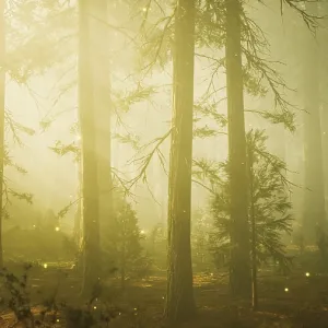 Fantasy Firefly Lights Print in Magical Forest Fantasy Firefly Lights Print in Magical Forest