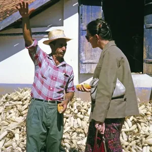 Ein Farmer, der Mais anbaut, erklärt einem Besucher die Fazenda Sant Anna in Campinas, Brasilien, Südamerika 1962.