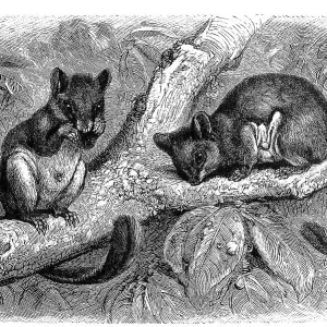 Feathertail Glider Print, Digitally Restored 18th Century Engraving Feathertail Glider Print, Digitally Restored 18th Century Engraving